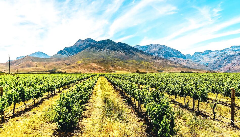 Weinanbau in Südafrika
