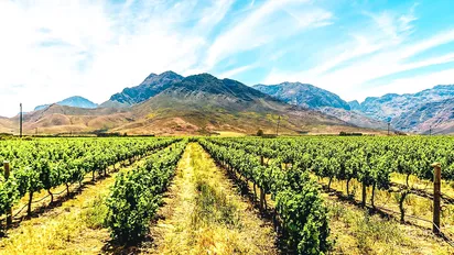 Weinanbau in Südafrika