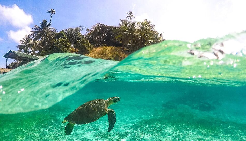 Eine tauchende Schildkröte im karibischen Meer, Kolumbien