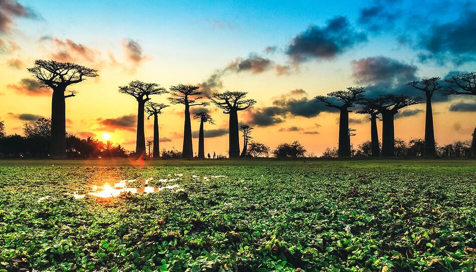 Sonnenuntergang bei der Baobab Allee in Morondava