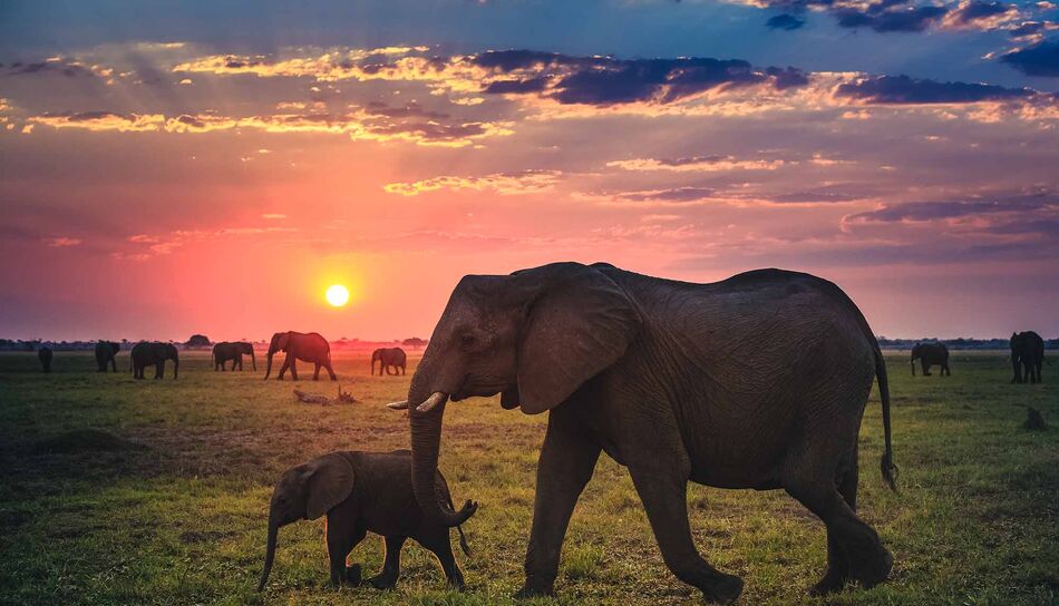 Elefanten im Chobe Nationalpark in Botswana