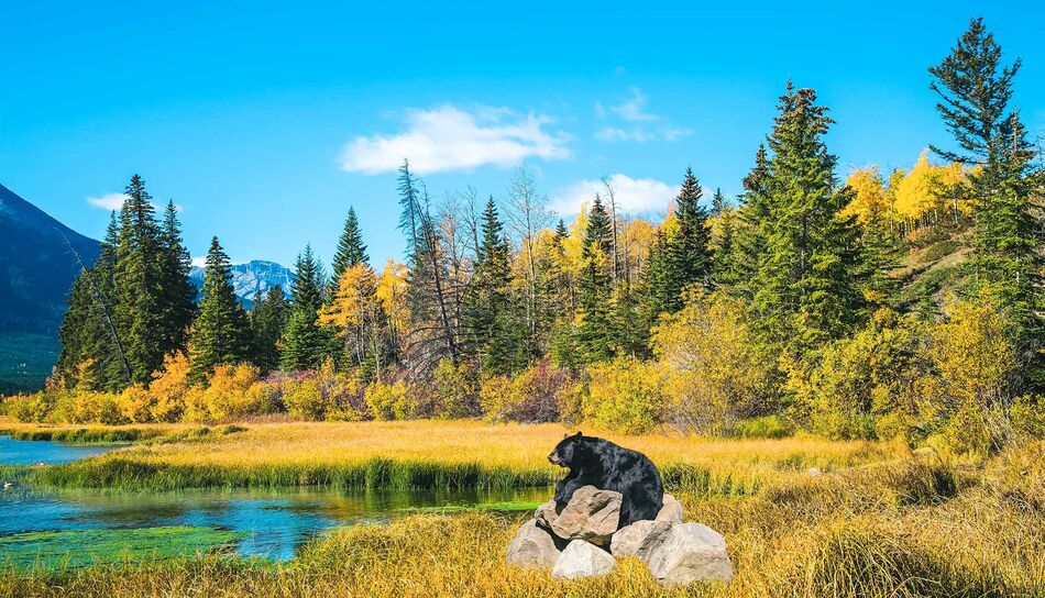 Ein Bär ruht auf Steinen an einem See in den Rocky Mountains