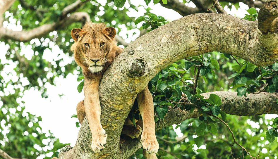 Entspannter Löwe auf einem Baum im Queen Elizabeth Nationalpark in Uganda
