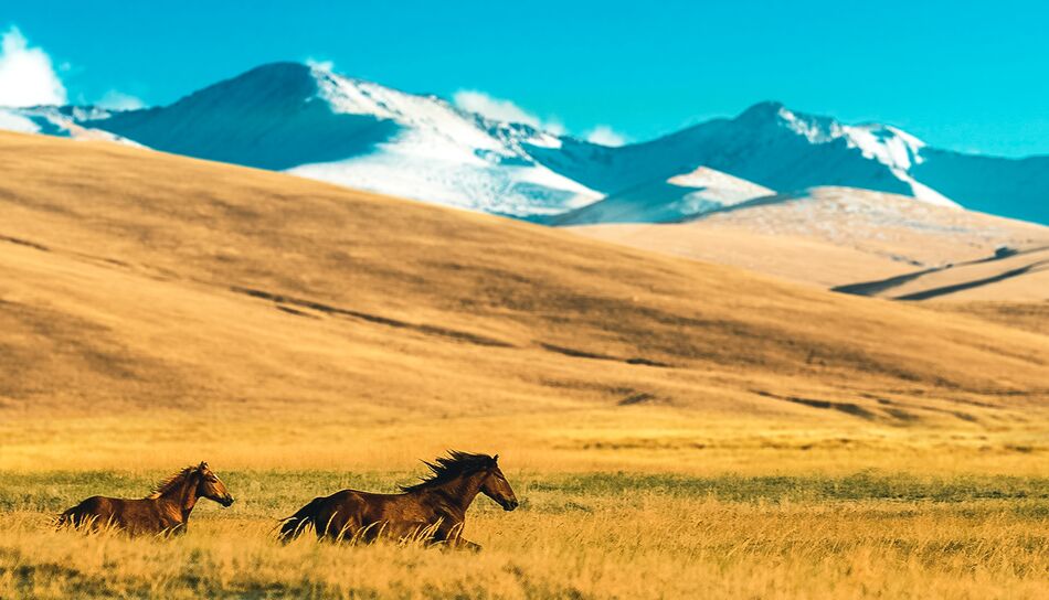 Pferde auf dem Assy Plateau bei Almati