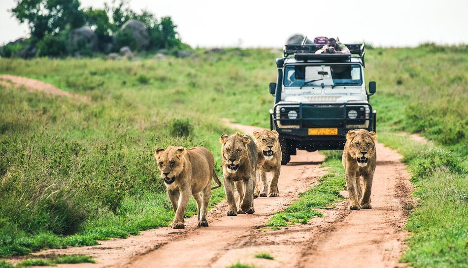 Löwinnen vor einem Jeep 