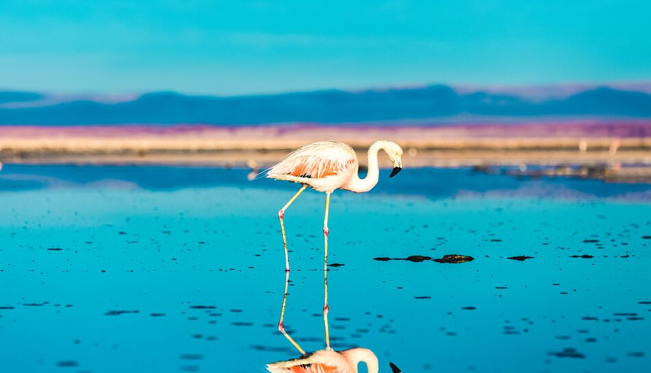 Flamingo in der Atacamawueste