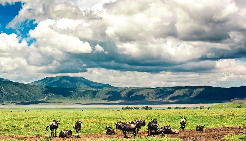 Gnus im Ngorongoro Krater in Tansania