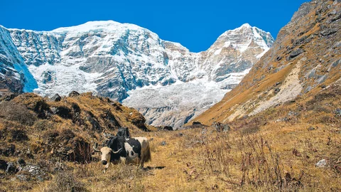 Schwarz-weißer Yak am Berg Jomolhari 