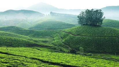 grüne Hügel mit Nebelschwaden in Munnar, Indien