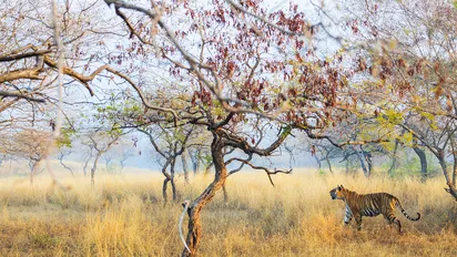 Bengal-Tiger im Ranthambore Nationalpark, Indien