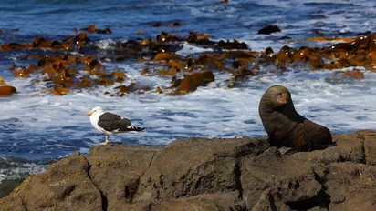 Eine Robbe und ein Vogel auf Felsen vor dem Meer in Neuseeland