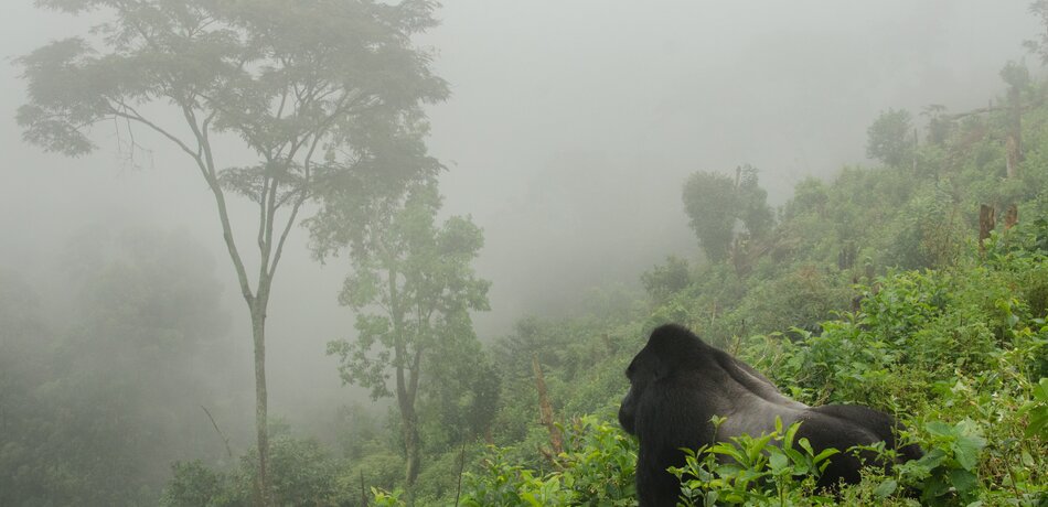 Gorilla im Volcanoes Nationalpark