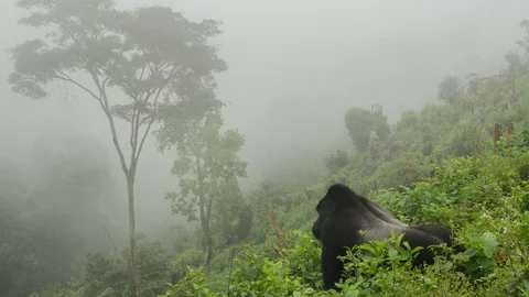 Gorilla im Volcanoes Nationalpark