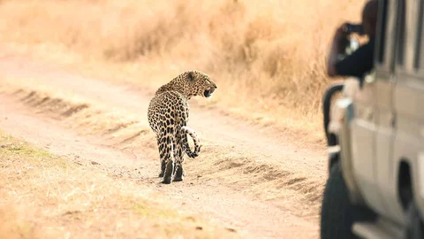 Leopard Safari Serengeti Tansania 