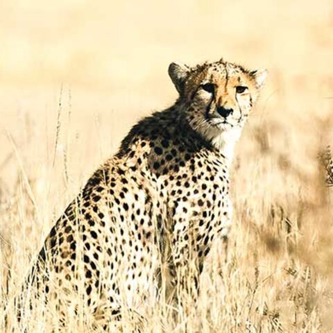 Gepard in Botswana