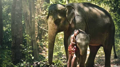 Elefantenjunges in Kambodscha