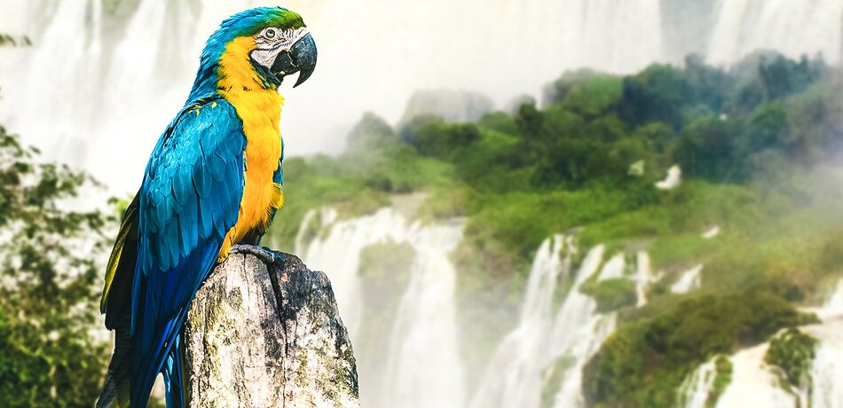 Papagei vor den Iguazú Wasserfällen in Brasilien