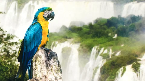 Papagei vor den Iguazú Wasserfällen in Brasilien