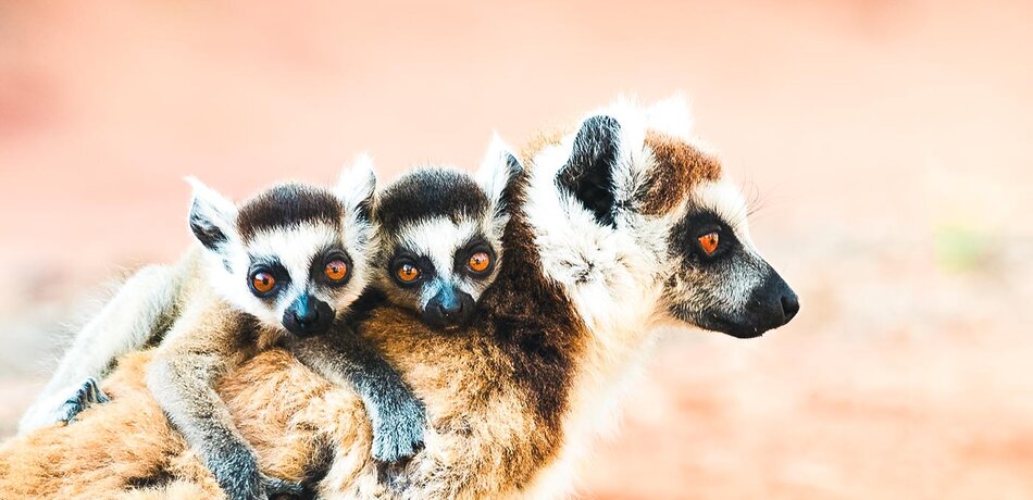 Lemur mit seinen Babies im Berenty Reservat in Madagaskar