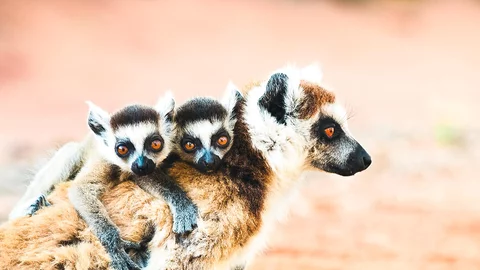 Lemur mit seinen Babies im Berenty Reservat in Madagaskar