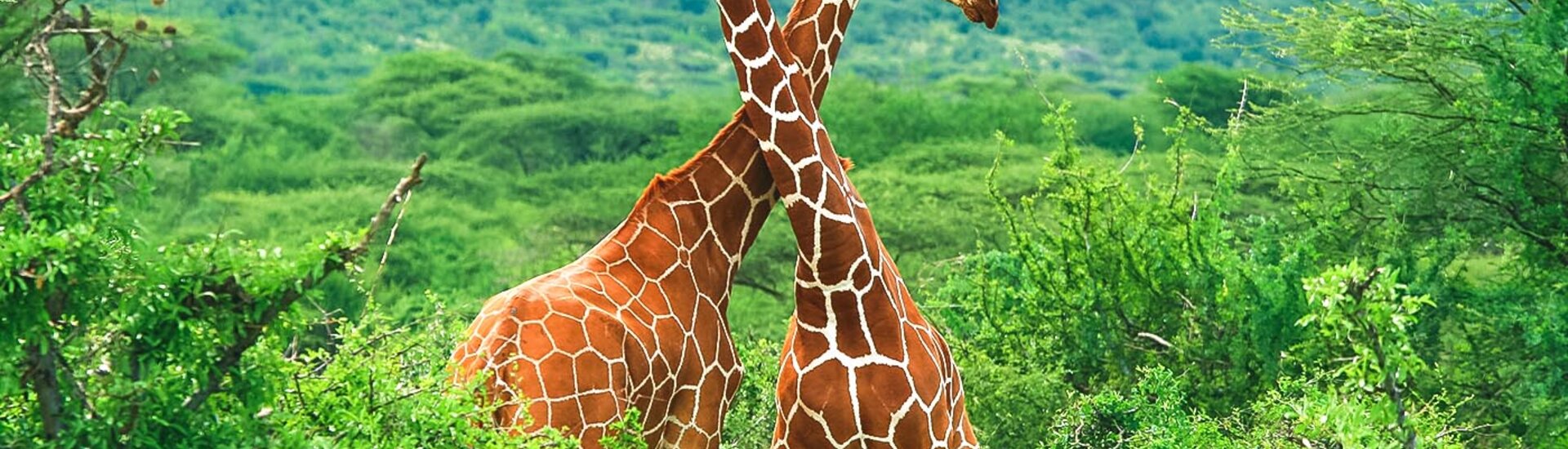 Giraffen Paar im Samburu National Reserve, Kenia