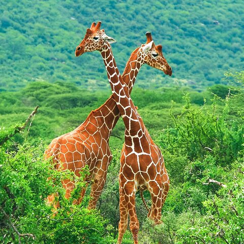 Giraffen Paar im Samburu National Reserve, Kenia