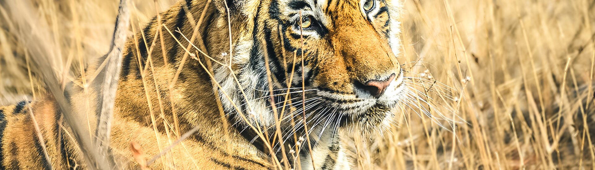 Ein Bengalischer Tiger im Ranthambore Nationalpark, Indien