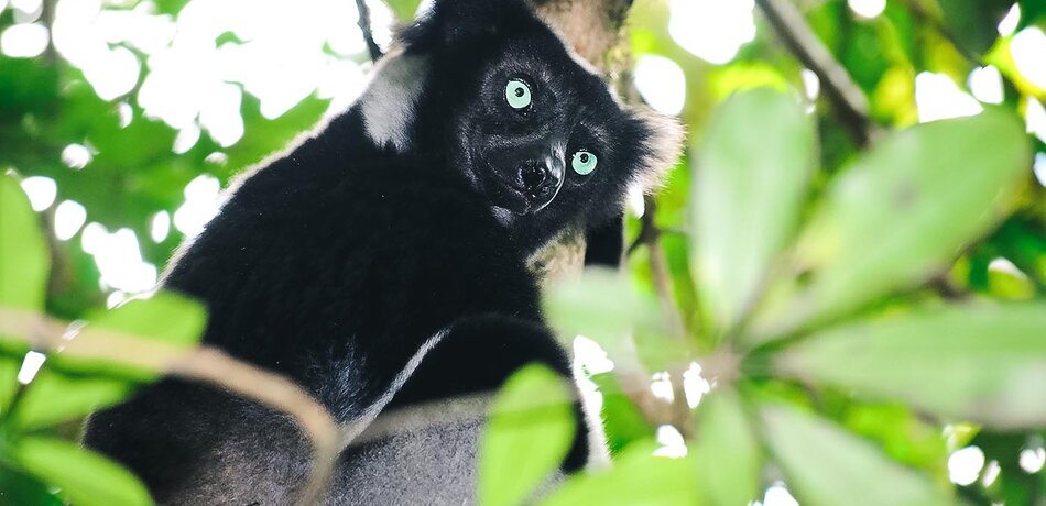 Indri Lemur im Andasibe Nationalpark in Madagaskar