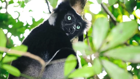 Indri Lemur im Andasibe Nationalpark in Madagaskar