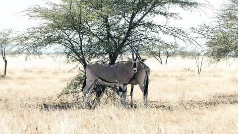 Antilope im Awash Nationalpark in Äthiopien
