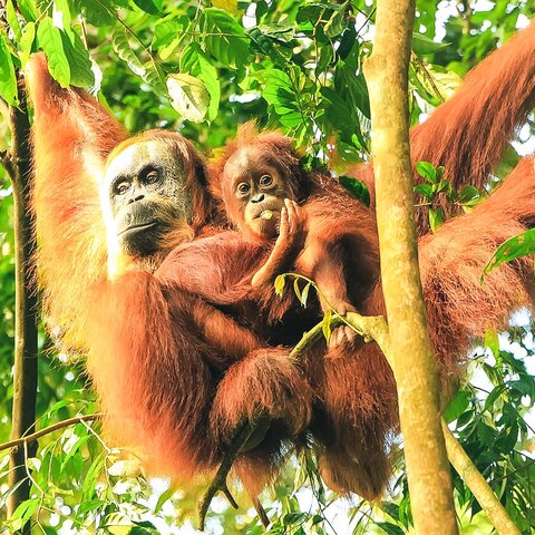 Orang-Utan im Gunung Leuser Nationalpark in Indonesien