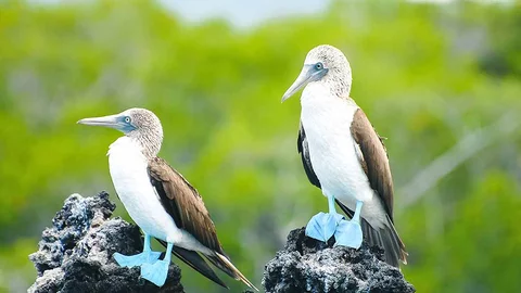 Blaufußtölpel auf Galapagos