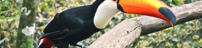 Tukan im Iguazú Nationalpark in Argentinien