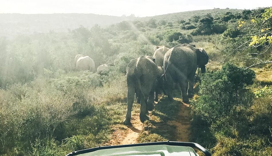 Game Drive im Kariega Reserve in Südafrika