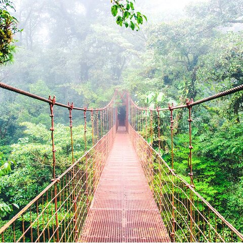 Canopy Brücke im Monteverde Nebelwald