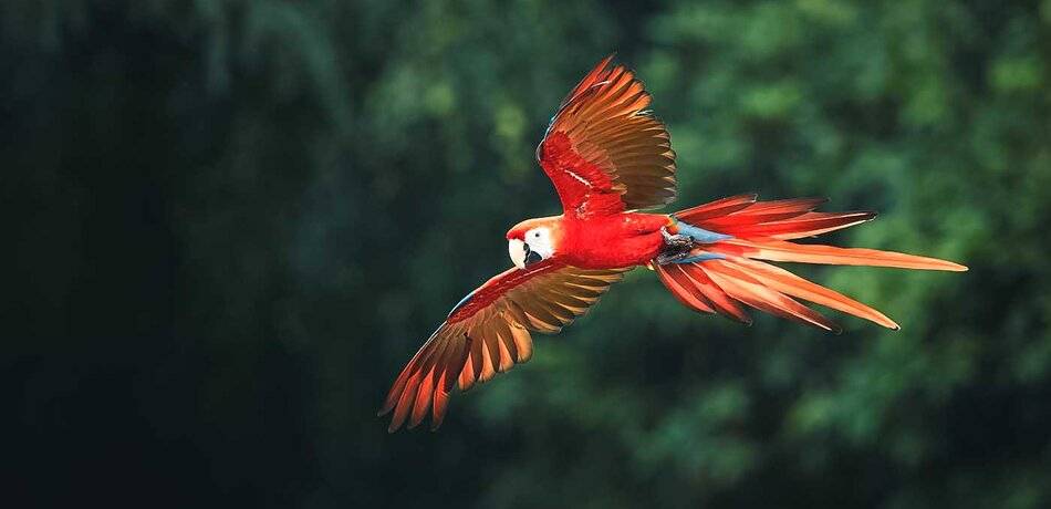 Ara Papagei im Regenwald von Peru