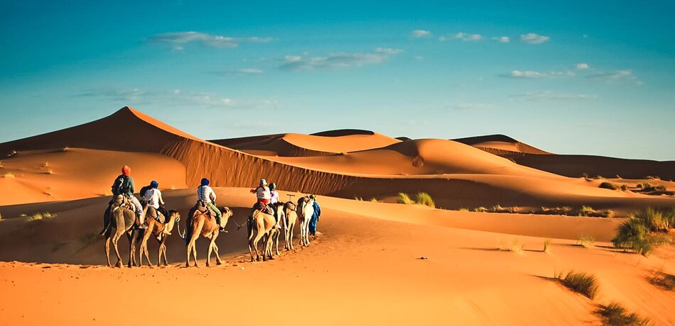 Kamele in der Wüste, Oman
