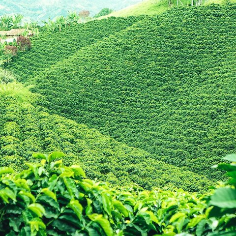 Kaffeeplantage in der Kaffeezone Kolumbiens