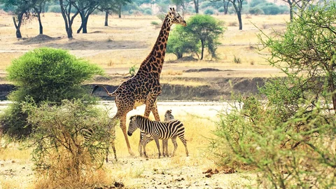 Giraffe und Zebars im Tarangire Nationalpark in Tansania