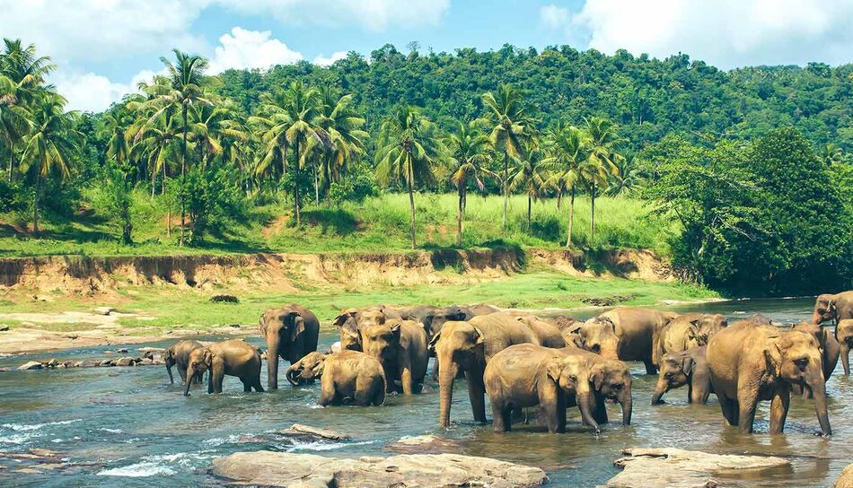 Elefanten im Fluss von Pinnawala