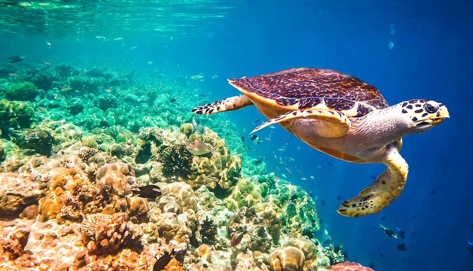 Vietnam Tauchen Schildkröte Korallen