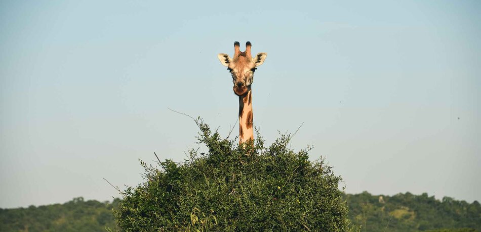 Neugierige Giraffe hinter einem Busch im Mburo Nationalpark