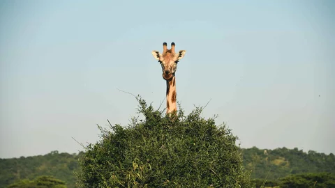 Neugierige Giraffe hinter einem Busch im Mburo Nationalpark
