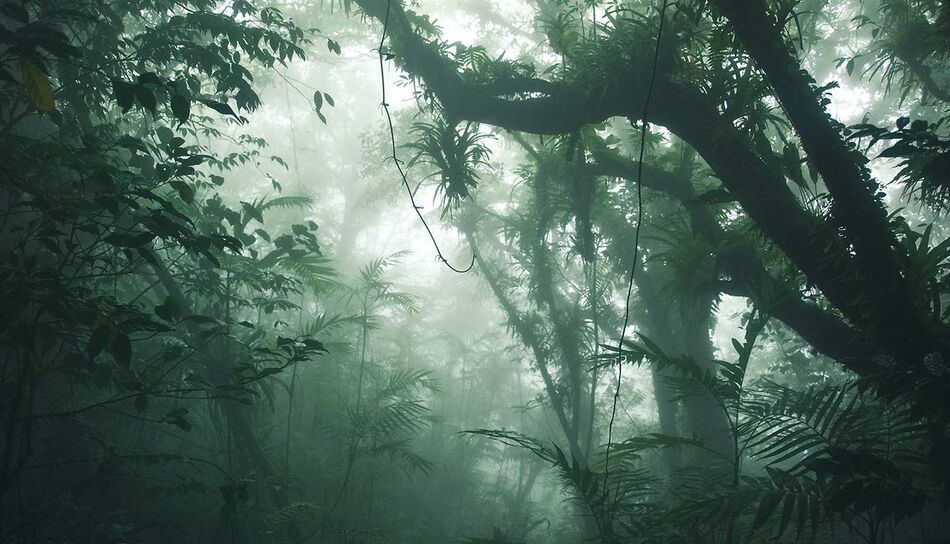 Regenwald Bosque Nuboso