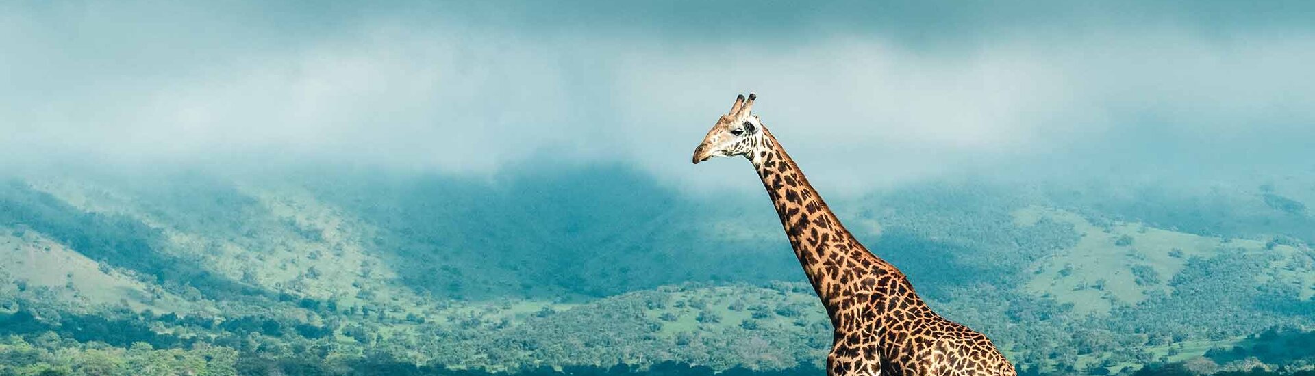 Giraffe im Akagera Nationalpark