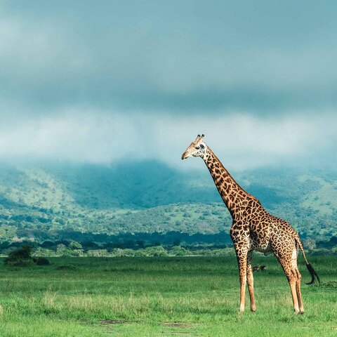 Giraffe im Akagera Nationalpark