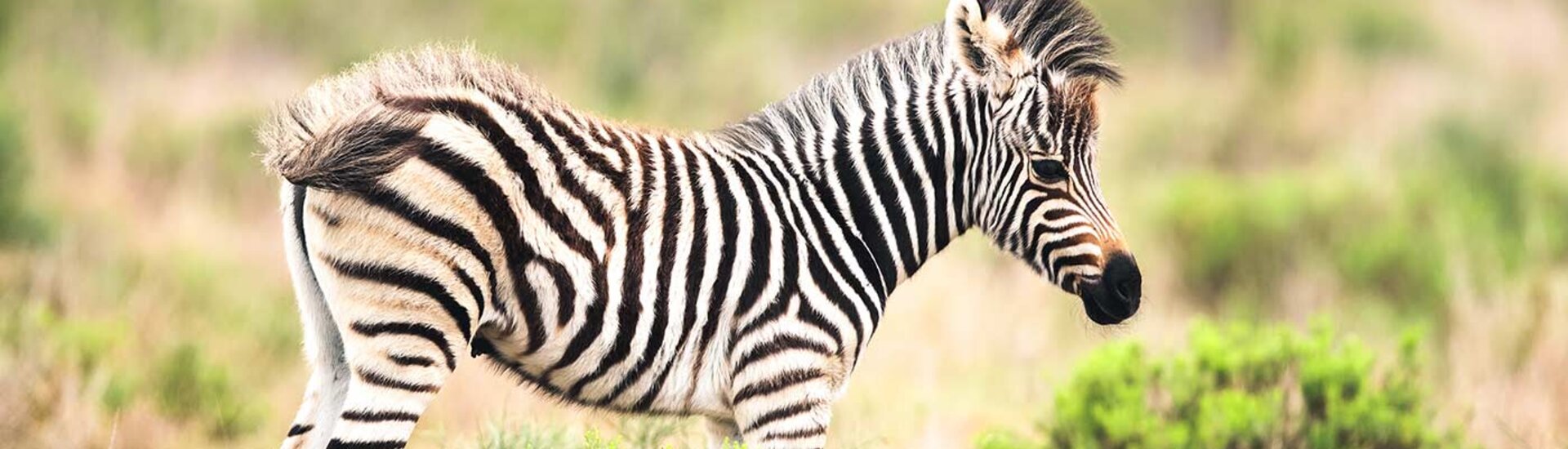 Baby Zebra im Amakhala Game Reserve