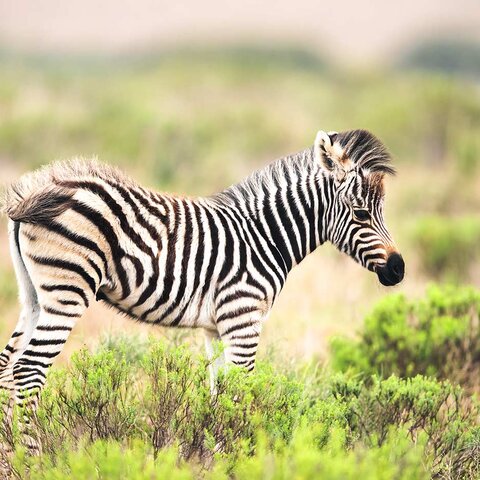 Baby Zebra im Amakhala Game Reserve