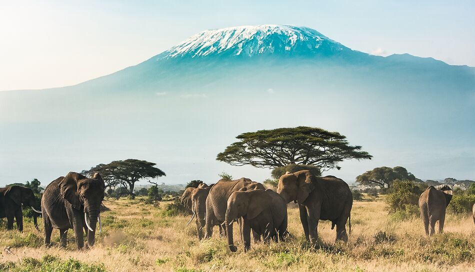 Elefanten vor dem Mount Kilimanjaro im Amboseli Nationalpark, Kenia