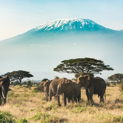 Elefanten vor dem Mount Kilimanjaro im Amboseli Nationalpark, Kenia
